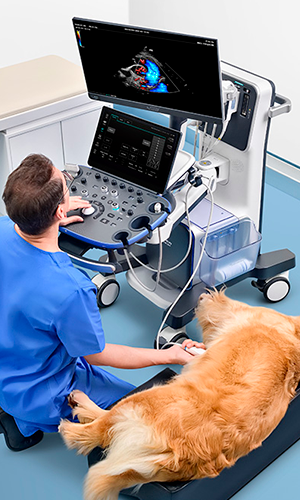 Ecografos Vet